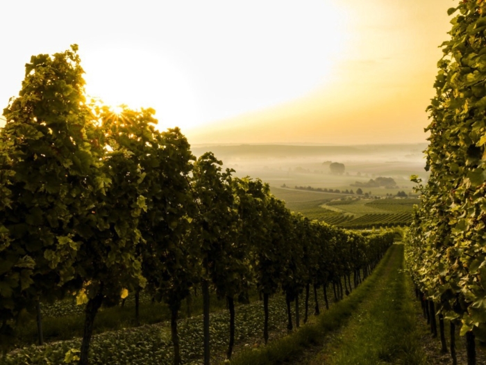 How to spot a good wine and a good startup: the power of storytelling
