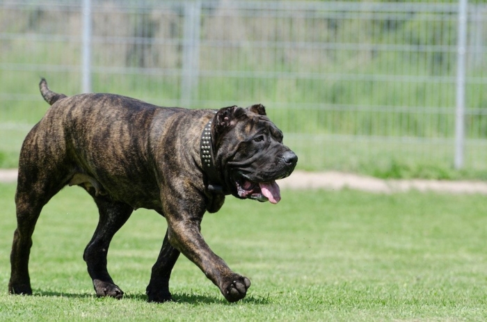 How to find volunteers for your animal shelter