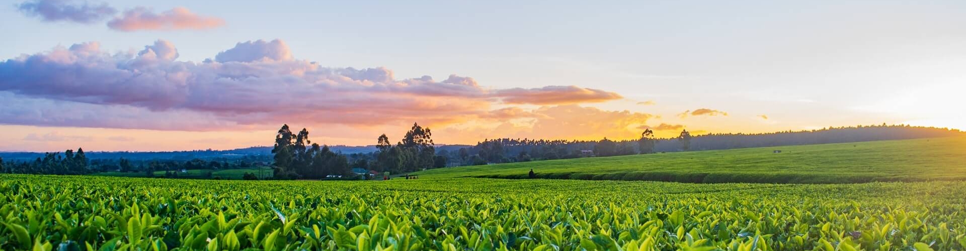 4 problemas de marketing enfrentados por agricultores