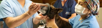Does HIPAA apply to animals? Does HIPAA apply to animals?