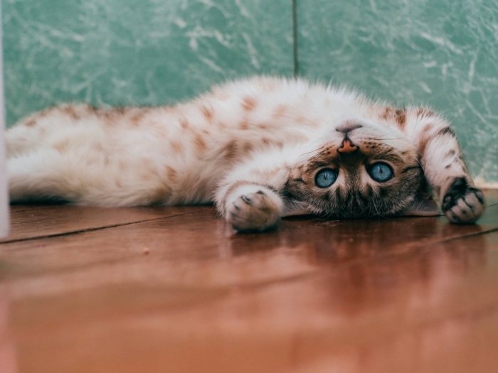 25 adoption form questions every shelter should ask
