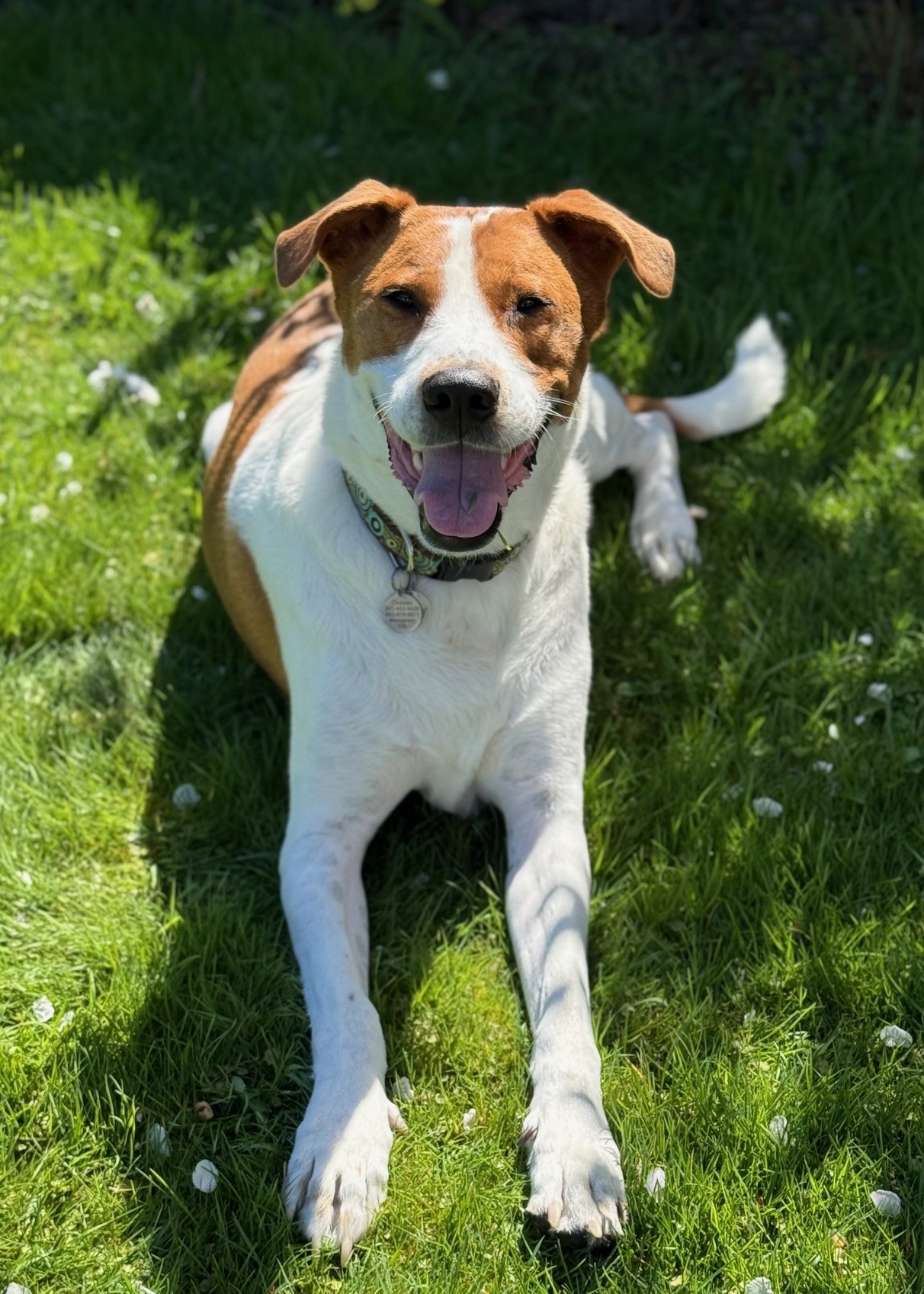 A happy brown-and-white dog lying on green grass in the sunshine, looking at the camera with its mouth open and tongue out