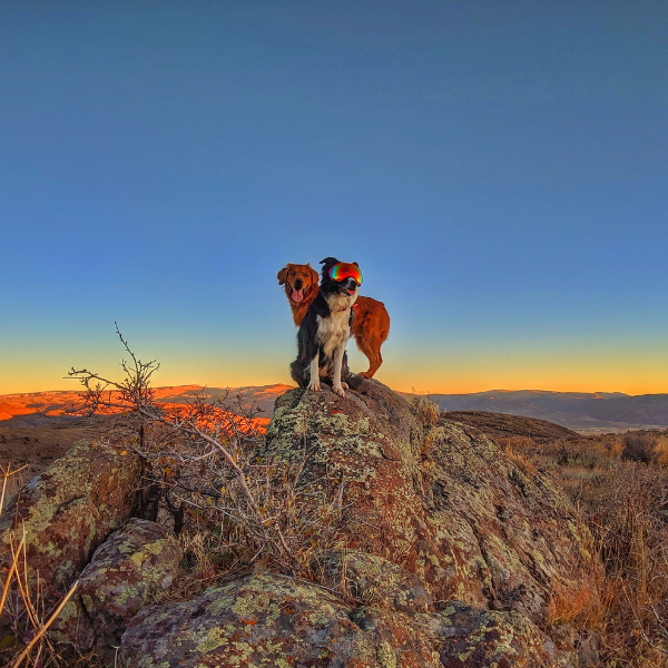 Two dogs standing on a rocky hilltop at sunset, one wearing colorful goggles, with a vast landscape of mountains and glowing orange sky in the background