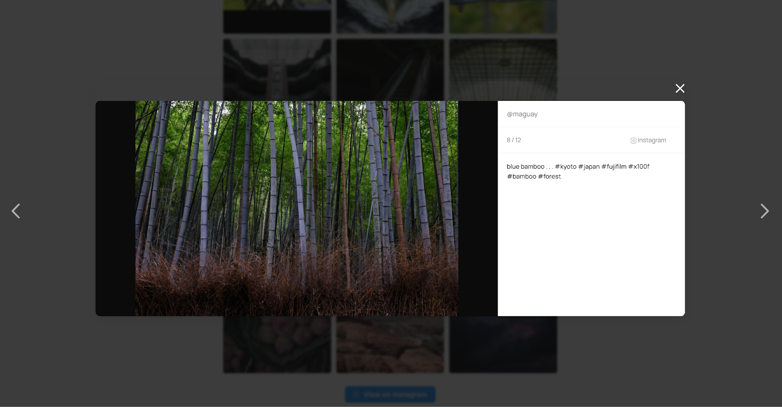 Screenshot of an Instagram Lightbox powered by the Social Feed Gallery WordPress plug-in, featuring a photograph of blue bamboo